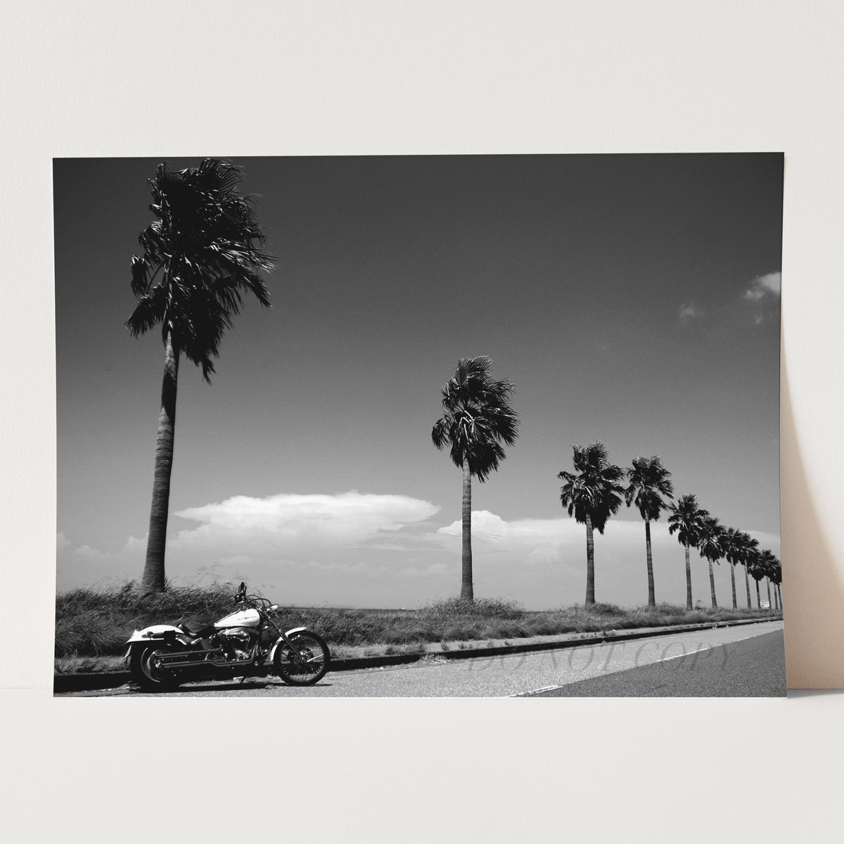 Harley Davidson Motorcycle By Beach & Palm Trees