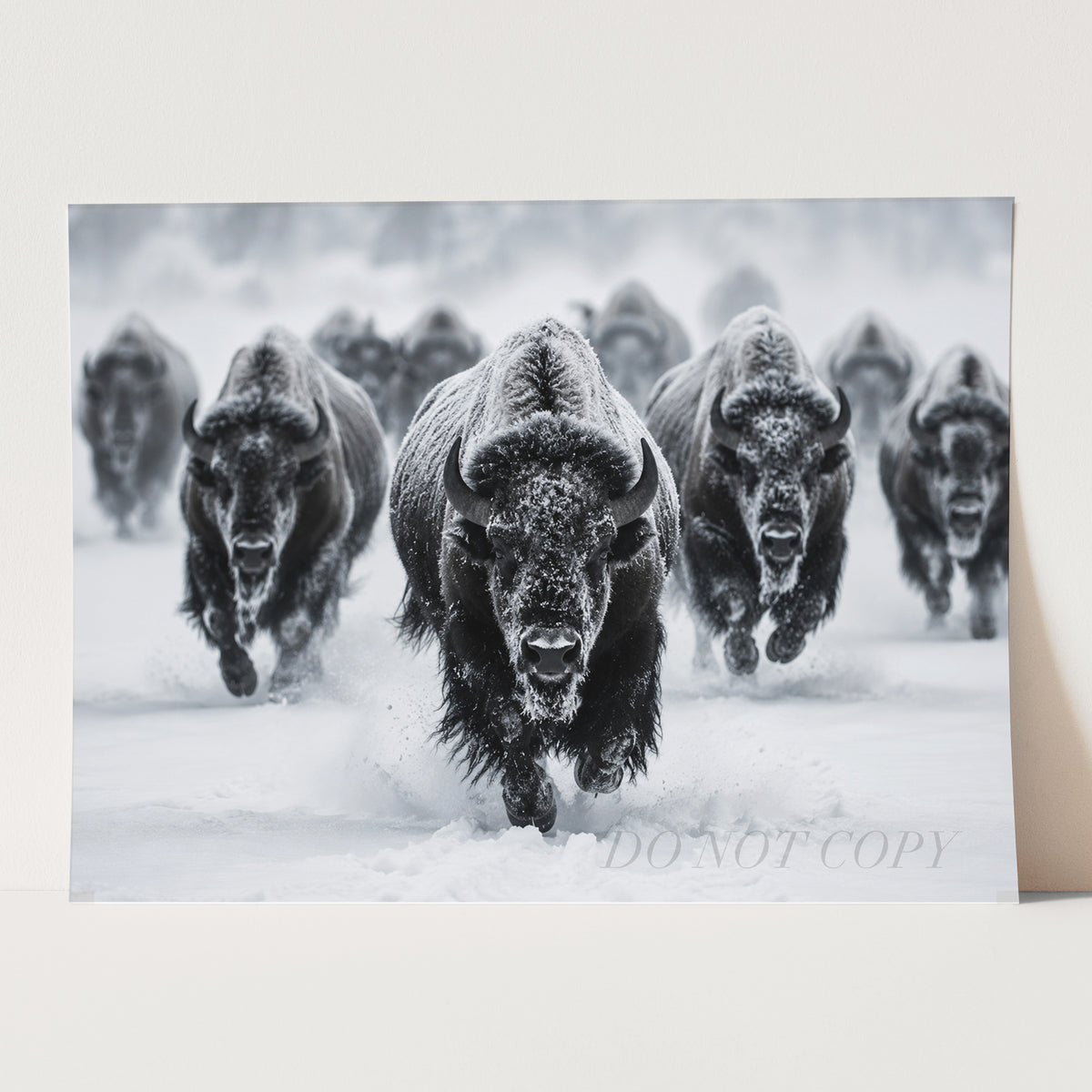 Yellowstone Bison