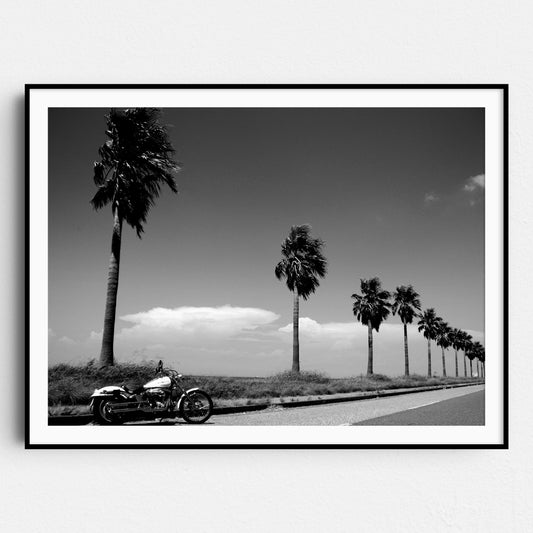 Harley Davidson Motorcycle By Beach & Palm Trees