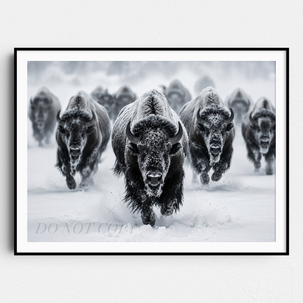 Yellowstone Bison