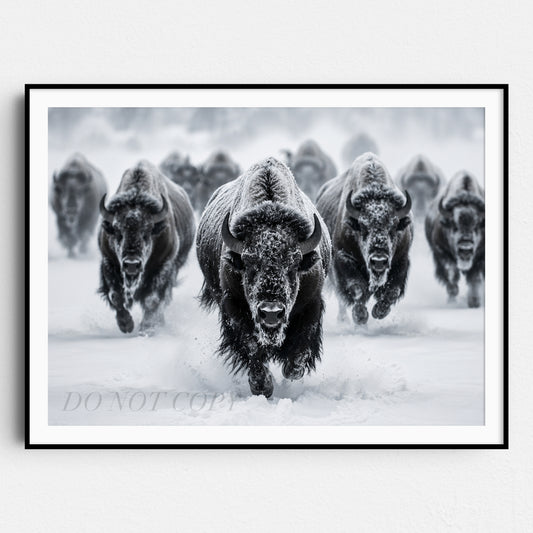 Yellowstone Bison