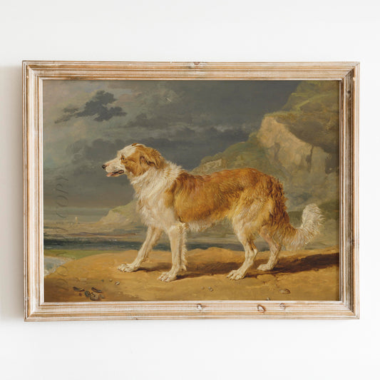 Rough Coated Collie by James Ward, 1809