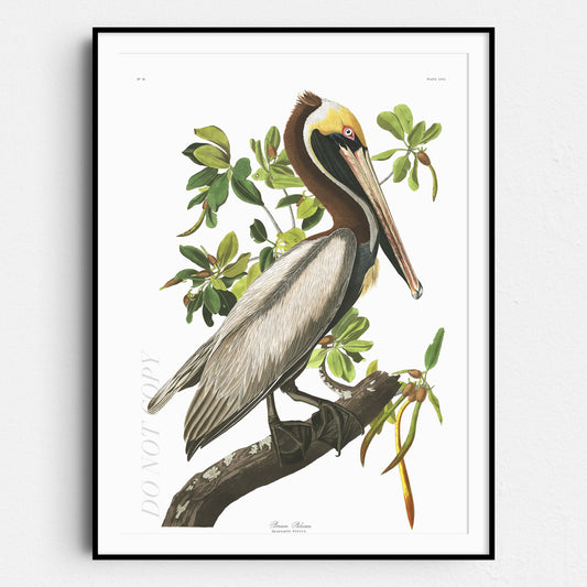 Brown Pelican - Birds of America