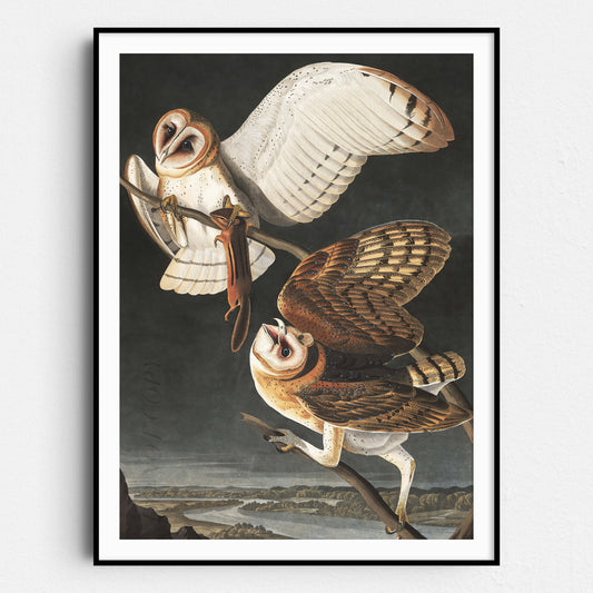 Barn Owl - Birds of America