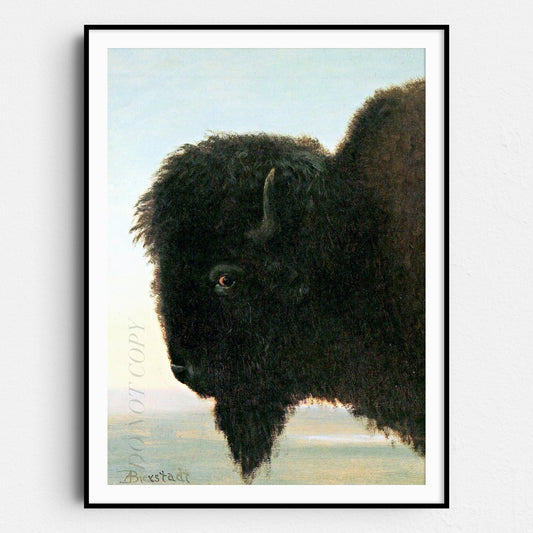 Buffalo Head Albert Bierstadt