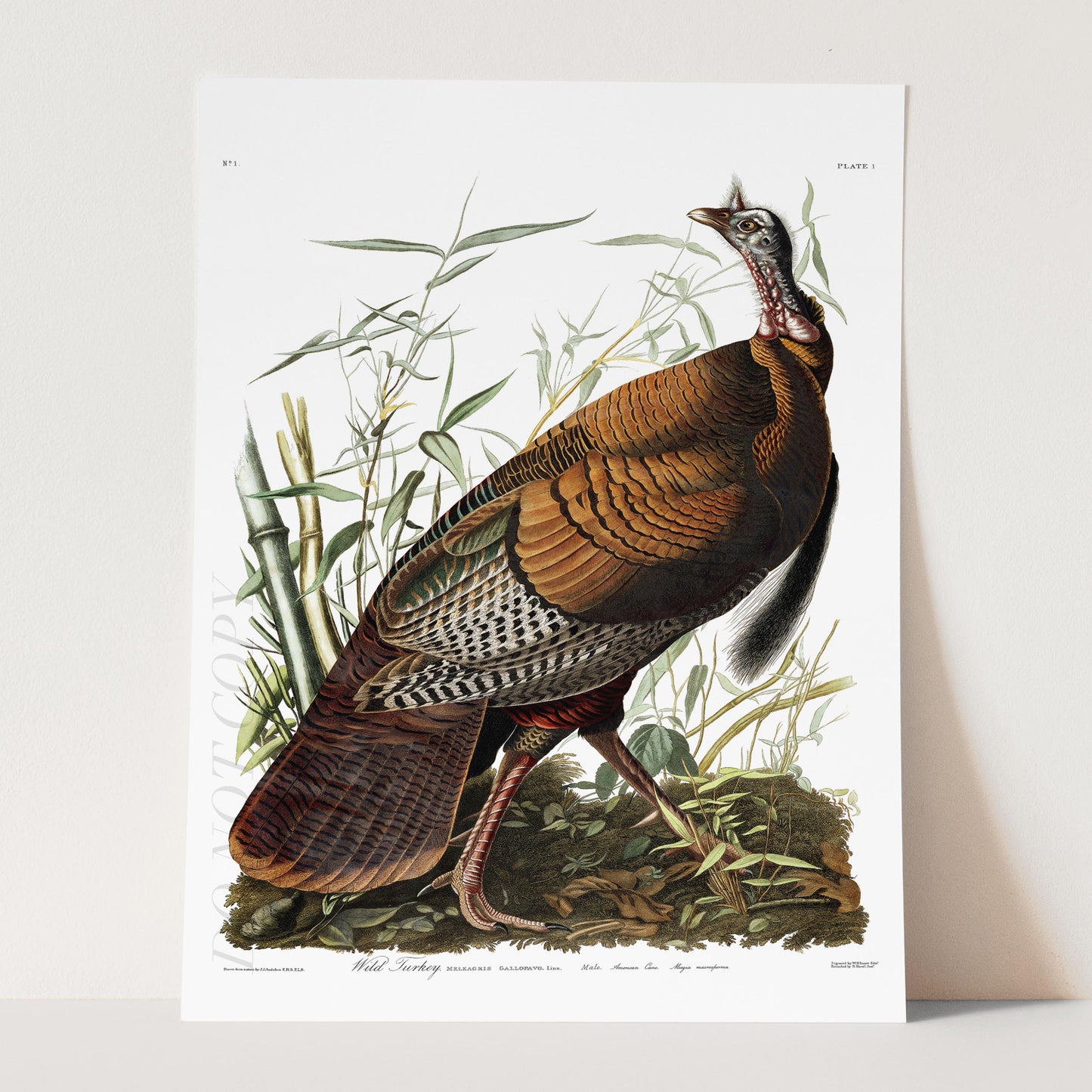 Wild Turkey by Audubon, Birds of America