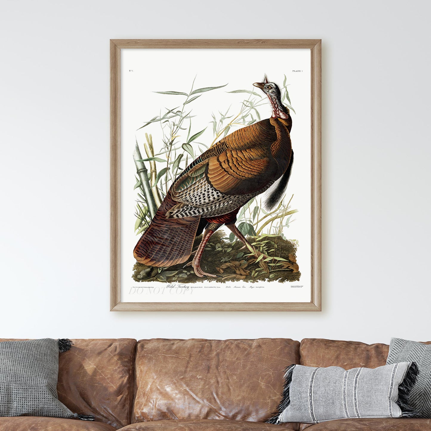 Wild Turkey by Audubon, Birds of America