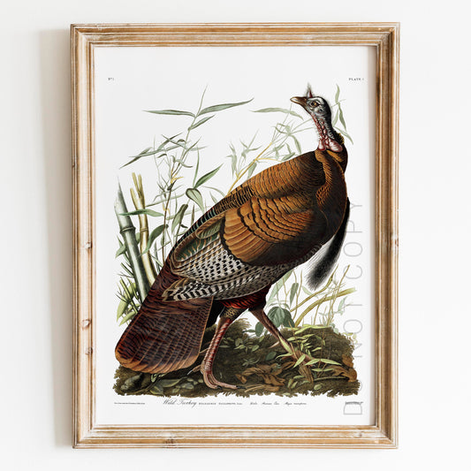 Wild Turkey by Audubon, Birds of America