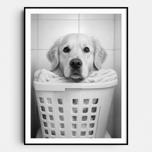 Golden Retriever Dog Laundry