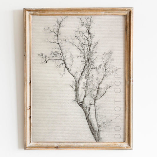 Tree Sketch