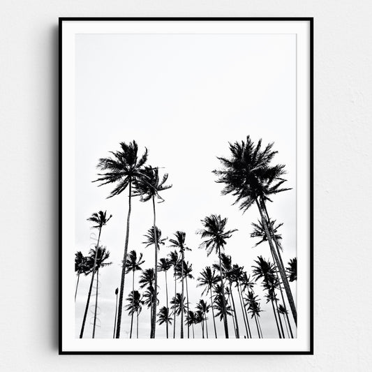 Palm Trees Vintage Black & White