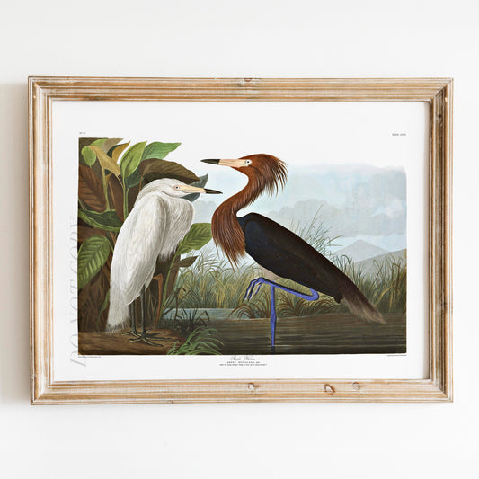 Purple Heron, Birds of America