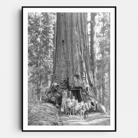 Riding Through Wawona Tunnel Tree, Yosemite