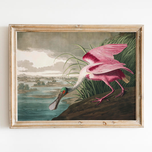 Roseate Spoonbill - Birds of America