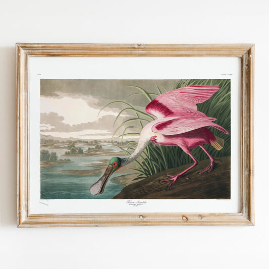 Roseate Spoonbill - Birds of America
