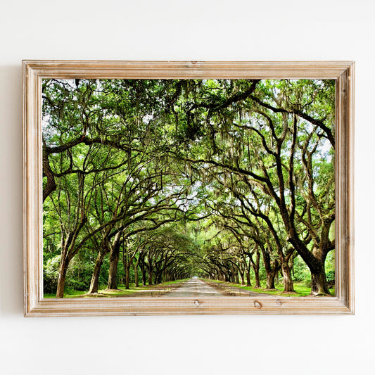 Savannah Georgia Oak Trees