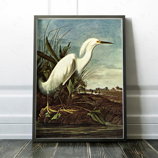 Snowy Heron - Birds of America