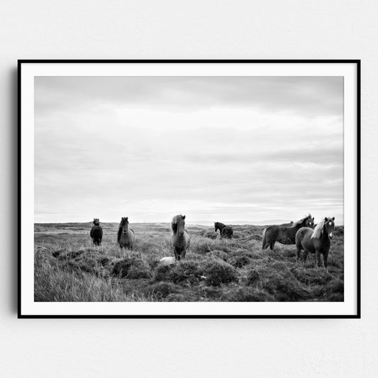 Wild Horses in Field