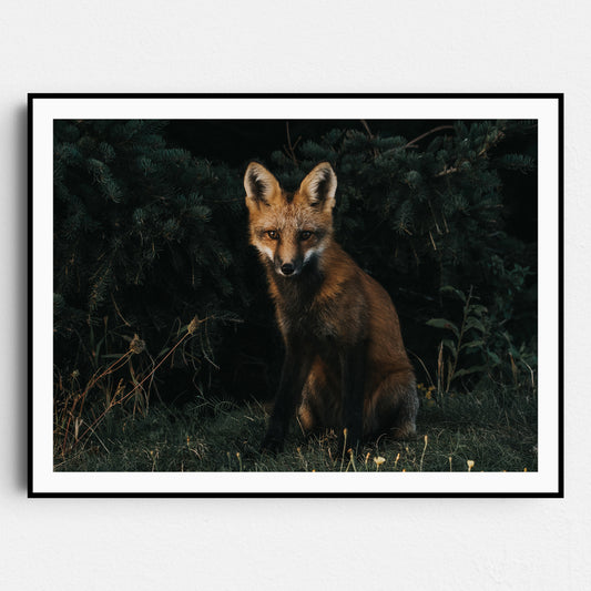 The Red Fox