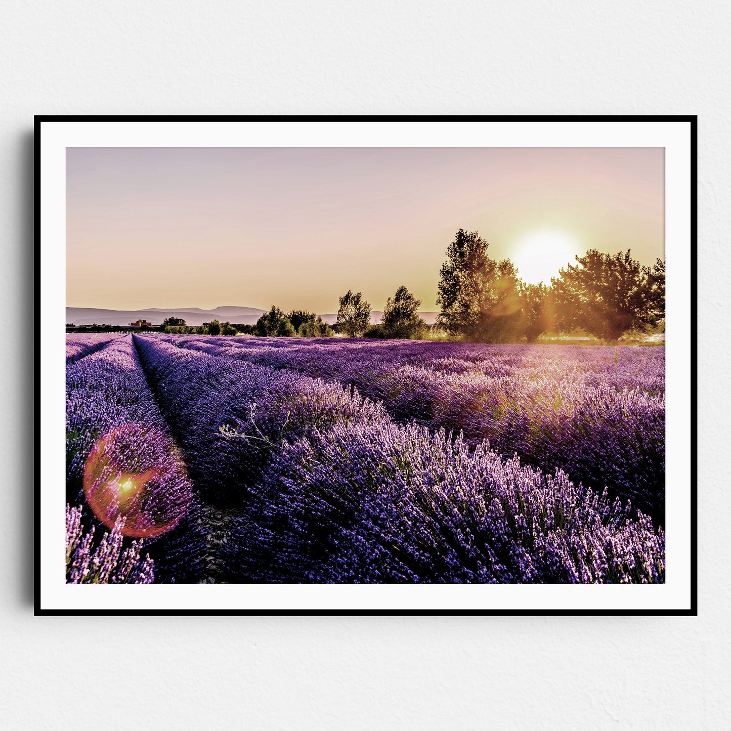 Sunset Over Lavender Fields