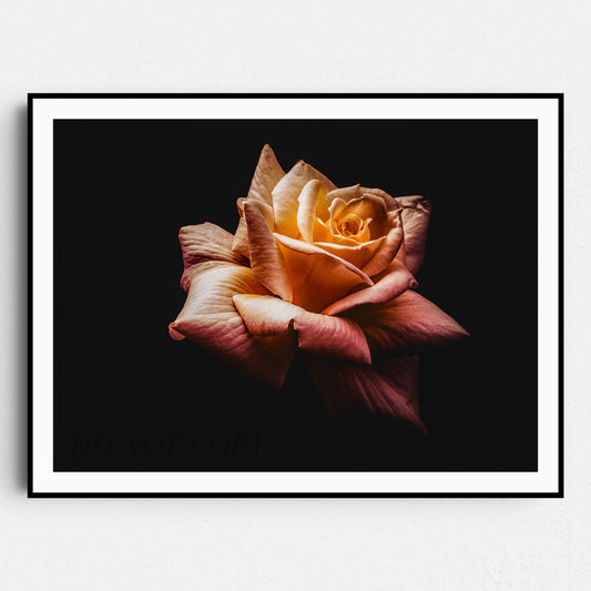 The Rose
