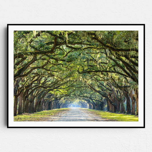 Savannah Georgia Oak Tree Lined Road