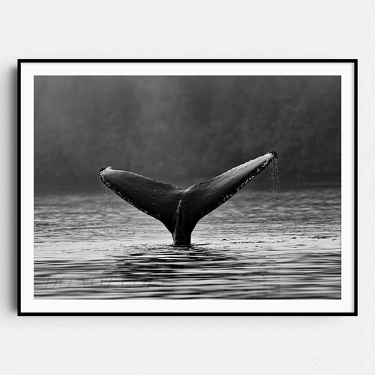 Whale Tail