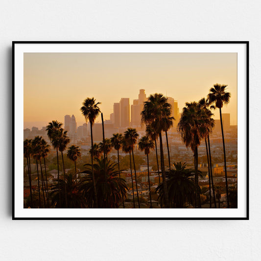Los Angeles Palm Trees Downtown