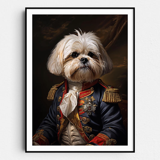 Maltese Shih Tzu Aristocrat
