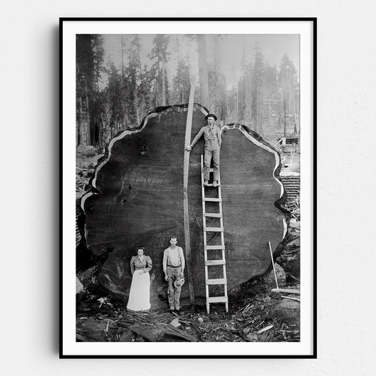 Logging Family With Cut Down 1300 Year Old Tree 1892