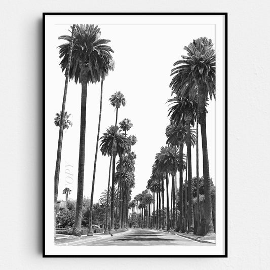 Los Angeles Palm Trees