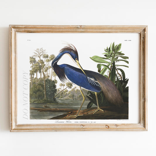 Louisiana Heron Birds of America