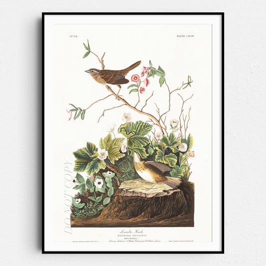 Lincoln Finch Birds Of America