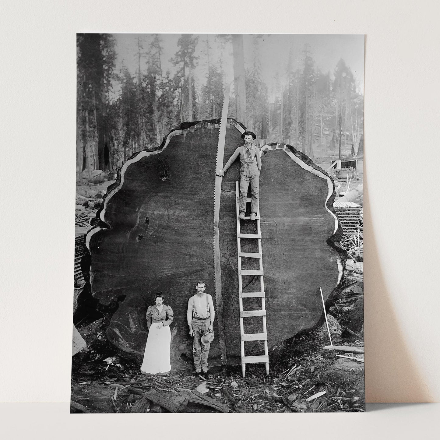 Logging Family With Cut Down 1300 Year Old Tree 1892